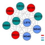 Hub Gene Analysis
