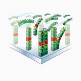 Microarray Processing