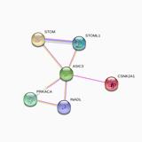 Network Analysis