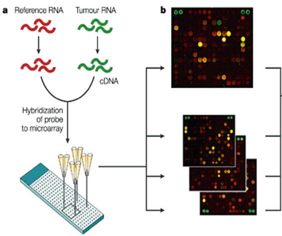 Post-NGS Genome Analysis