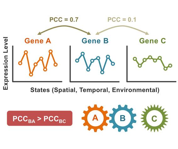 Differential & Co-expression Gene Analysis